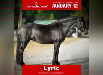 Friesian horses, Mare, 15 years, 16 hh