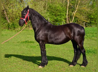 Friesian horses, Mare, 15 years, Black