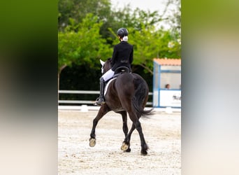 Friesian horses, Mare, 15 years, Black