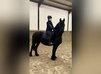 Friesian horses, Mare, 16 years, 14.1 hh, Black