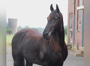 Friesian horses, Mare, 16 years, 15.1 hh, Black