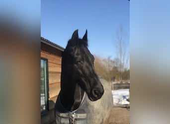 Friesian horses Mix, Mare, 16 years, 15.1 hh, Smoky-Black