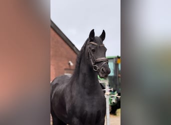 Friesian horses, Mare, 16 years, 15.2 hh, Black