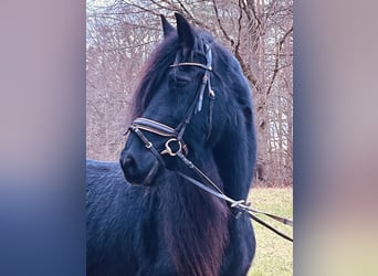 Friesian horses, Mare, 16 years, 15,2 hh, Black