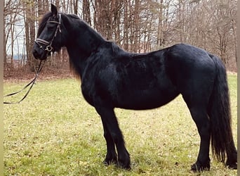 Friesian horses, Mare, 16 years, 15,2 hh, Black