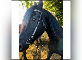 Friesian horses, Mare, 16 years, 15,3 hh, Black