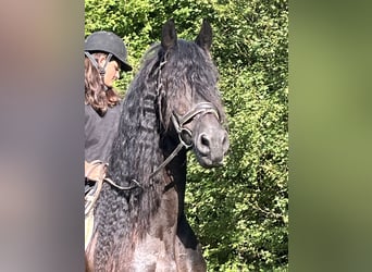 Friesian horses, Mare, 16 years, 16 hh, Black