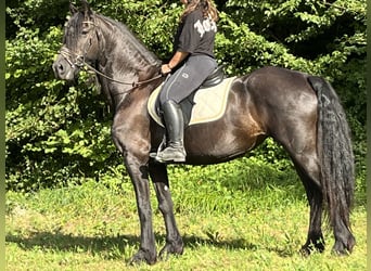 Friesian horses, Mare, 16 years, 16 hh, Black