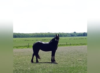 Friesian horses, Mare, 17 years, 15.2 hh, Black
