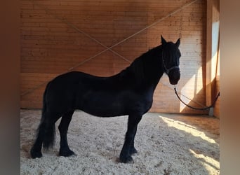 Friesian horses, Mare, 17 years