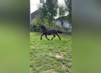 Friesian horses, Mare, 1 year, 12,2 hh, Black