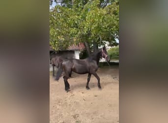 Friesian horses, Mare, 1 year, 12,2 hh, Black
