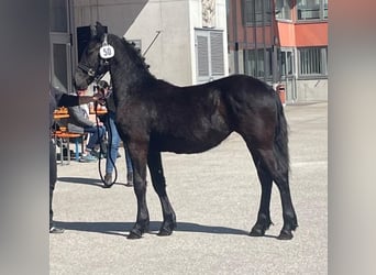 Friesian horses, Mare, 1 year, 12,2 hh, Black