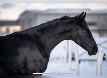 Friesian horses, Mare, 1 year, 14.1 hh, Black