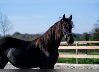 Friesian horses, Mare, 1 year, 14,3 hh, Black