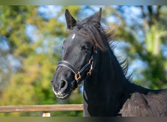 Friesian horses, Mare, 1 year, 14,3 hh, Black