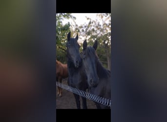 Friesian horses, Mare, 1 year, 15.1 hh, Black