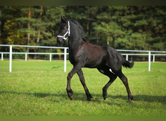 Friesian horses, Mare, 1 year, 15.2 hh, Black