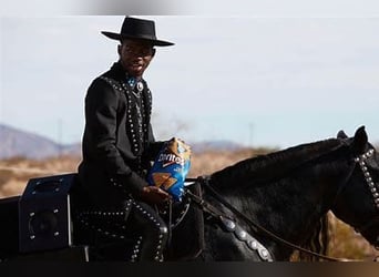 Friesian horses Mix, Mare, 1 year, 15 hh, Black