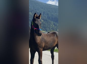 Friesian horses, Mare, 1 year, 15,2 hh, Black