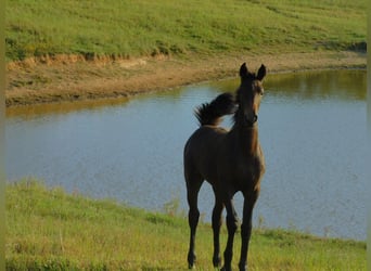 Friesian horses, Mare, 1 year, 16 hh, Bay-Dark