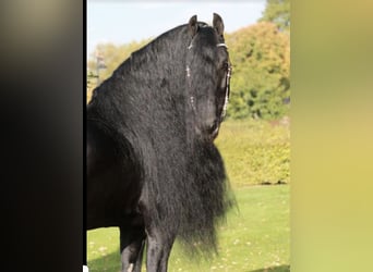 Friesian horses, Mare, 1 year, 16 hh, Black