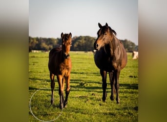 Friesian horses Mix, Mare, 1 year, 16 hh, Brown