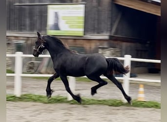 Friesian horses, Mare, 1 year, 16,1 hh, Black