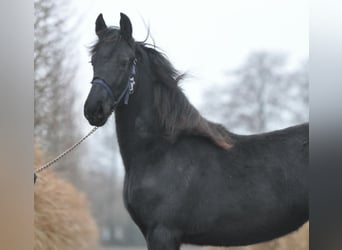 Friesian horses, Mare, 1 year, Black