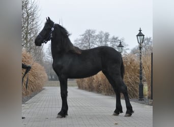 Friesian horses, Mare, 1 year, Black