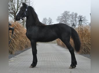 Friesian horses, Mare, 1 year, Black