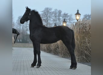 Friesian horses, Mare, 1 year, Black