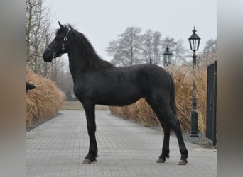 Friesian horses, Mare, 1 year, Black