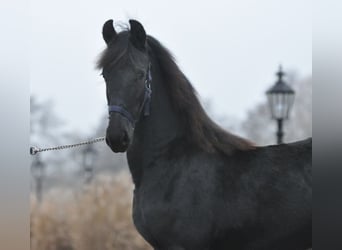 Friesian horses, Mare, 1 year, Black