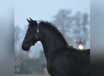 Friesian horses, Mare, 1 year, Black