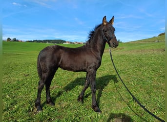 Friesian horses, Mare, 1 year, Black