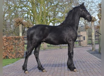 Friesian horses, Mare, 1 year, Black