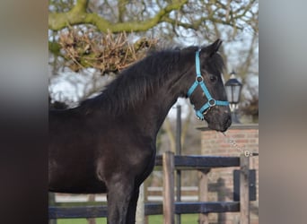 Friesian horses, Mare, 1 year, Black