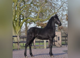 Friesian horses, Mare, 1 year, Black