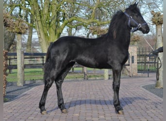 Friesian horses, Mare, 1 year, Black