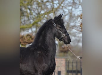 Friesian horses, Mare, 1 year, Black