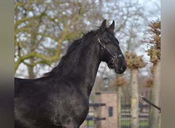 Friesian horses, Mare, 1 year, Black