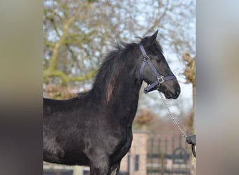 Friesian horses, Mare, 1 year, Black