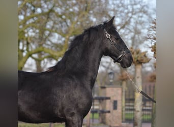 Friesian horses, Mare, 1 year, Black