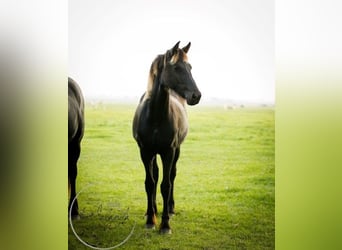 Friesian horses, Mare, 1 year, Black