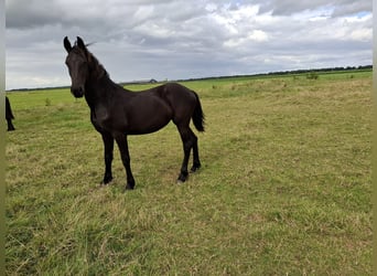 Friesian horses, Mare, 1 year, Black