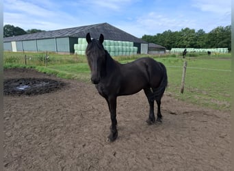 Friesian horses, Mare, 1 year, Black