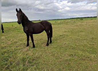 Friesian horses, Mare, 1 year, Black