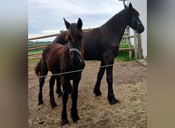 Friesian horses, Mare, 1 year, Black