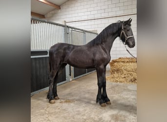 Friesian horses, Mare, 1 year, Black